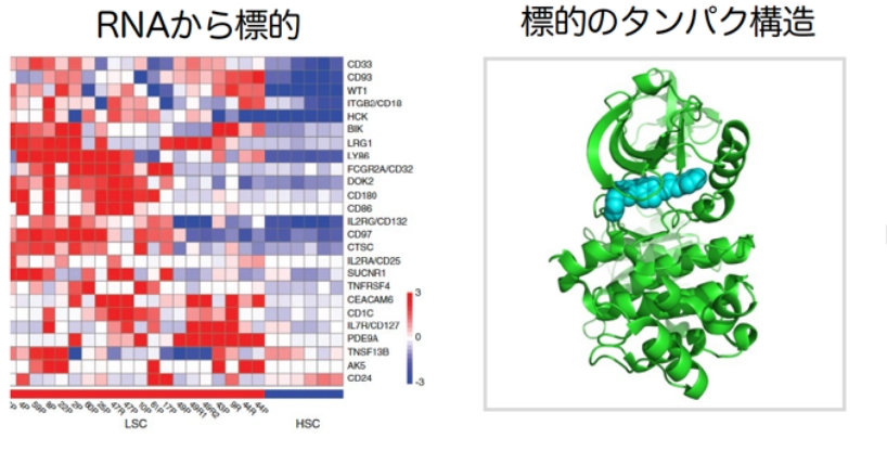 RNAから標的 & HCK 構造